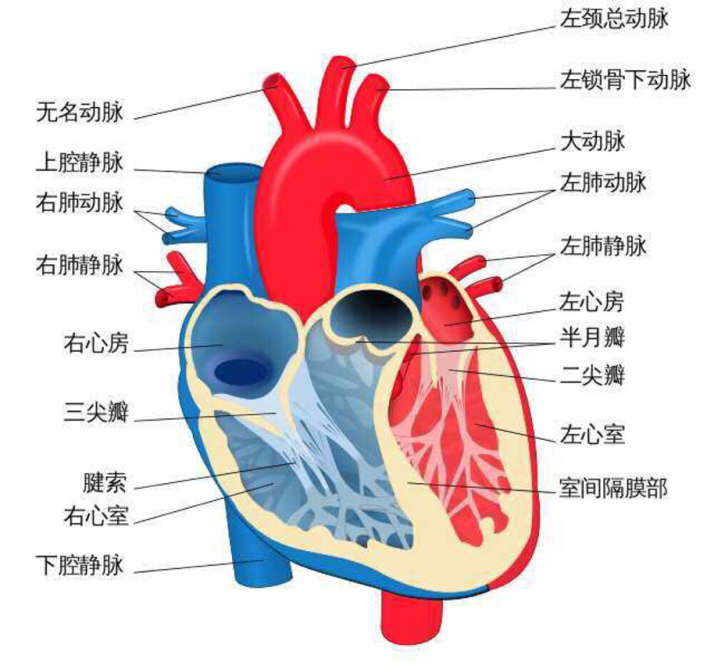 心脏