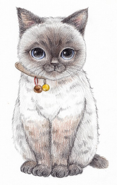 猫咪