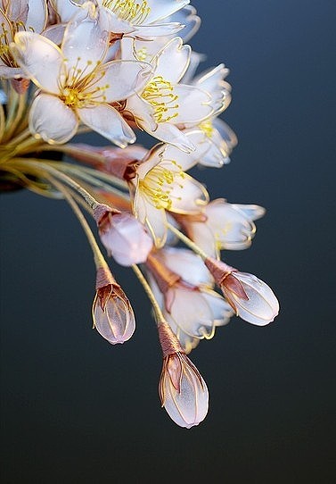 樱花簪子