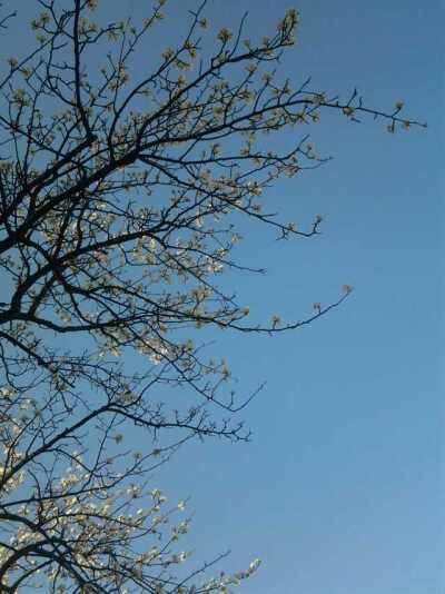 #夏天我们毕业啦#那一年，我高中毕业，离开了赫赫有名的军事化管理学校，曾经很讨厌，因为严格，现在很怀念，当年不愿去看的风景，其实很美，这是我仅留下来的相片，自己用手机照的，我记得粉一片，还一片，很美，天…