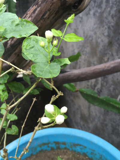 茉莉花开了，淡淡的清香