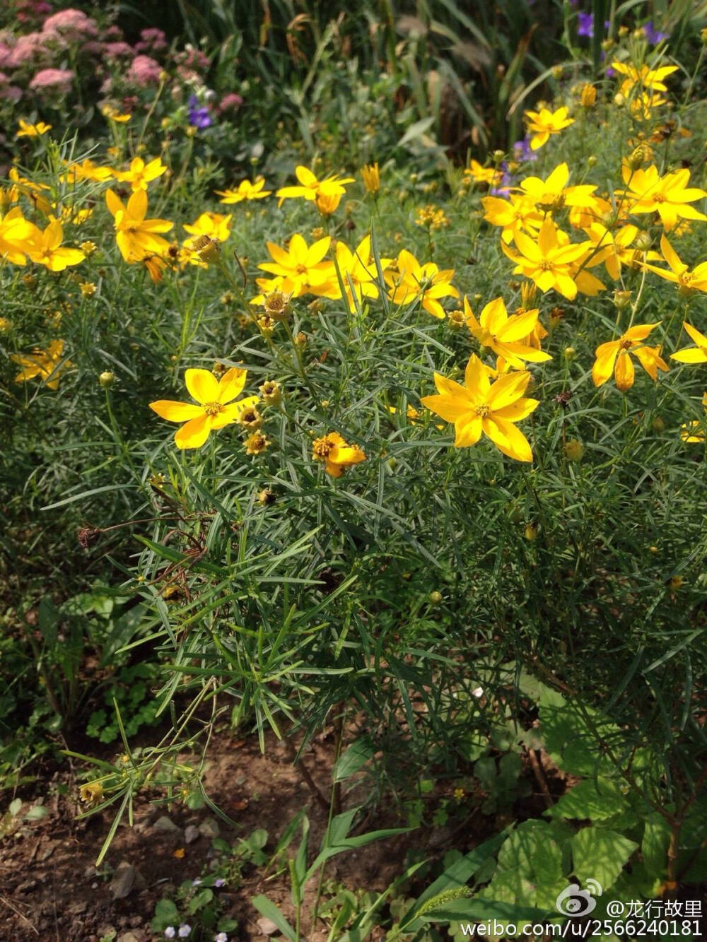 轮叶金鸡菊菊科金鸡菊属