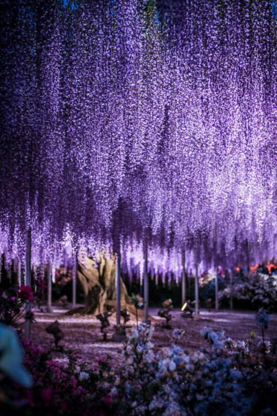 Ashikaga Flower Park,Tochigi, Japan (by Arifudin Achmad)。日本栃木县足利紫藤园。据介绍这世界第一大藤园共有藤树300多棵，每1串藤花房平均165个花朵，这165个花是从上往下按顺序开放。据报道每当藤花盛开的时节能有约60万人前去观看。日本足利紫藤园中最大的一棵紫藤树，开满了花就像瀑布一样倾泻而下，十分壮观。