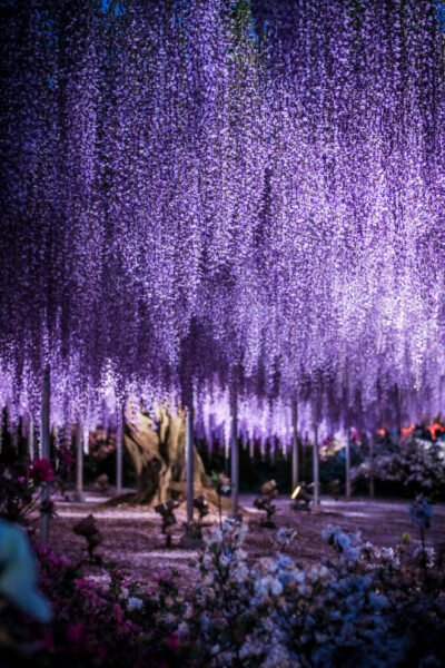 Ashikaga Flower Park,Tochigi, Japan (by Arifudin Achmad)。日本栃木县足利紫藤园。据介绍这世界第一大藤园共有藤树300多棵，每1串藤花房平均165个花朵，这165个花是从上往下按顺序开放。据报道每当藤花盛开的时节…