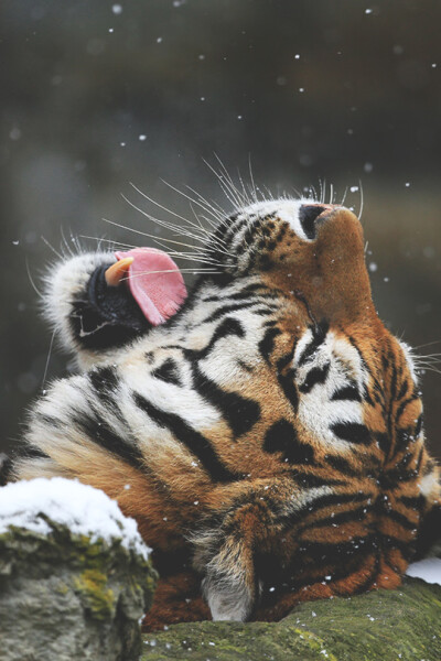 雪地上睡大觉！！爽～老虎你怎么那么萌？