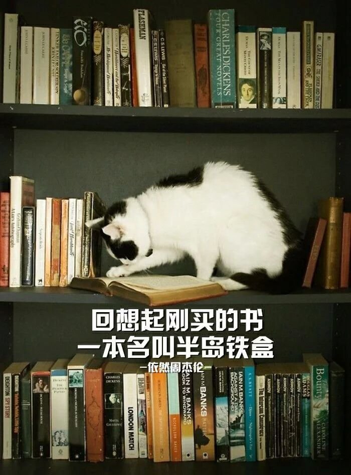 周董歌词里的大猫咪