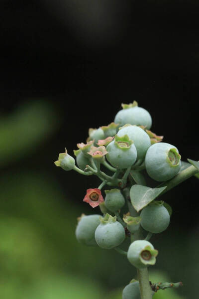 蓝莓 杜鹃花科越橘属