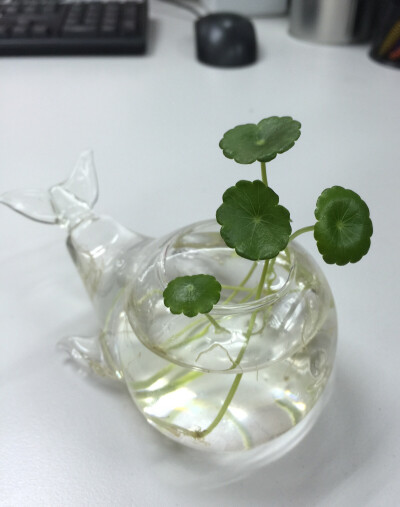 2014-2-4 冬天需要多多的绿色植物