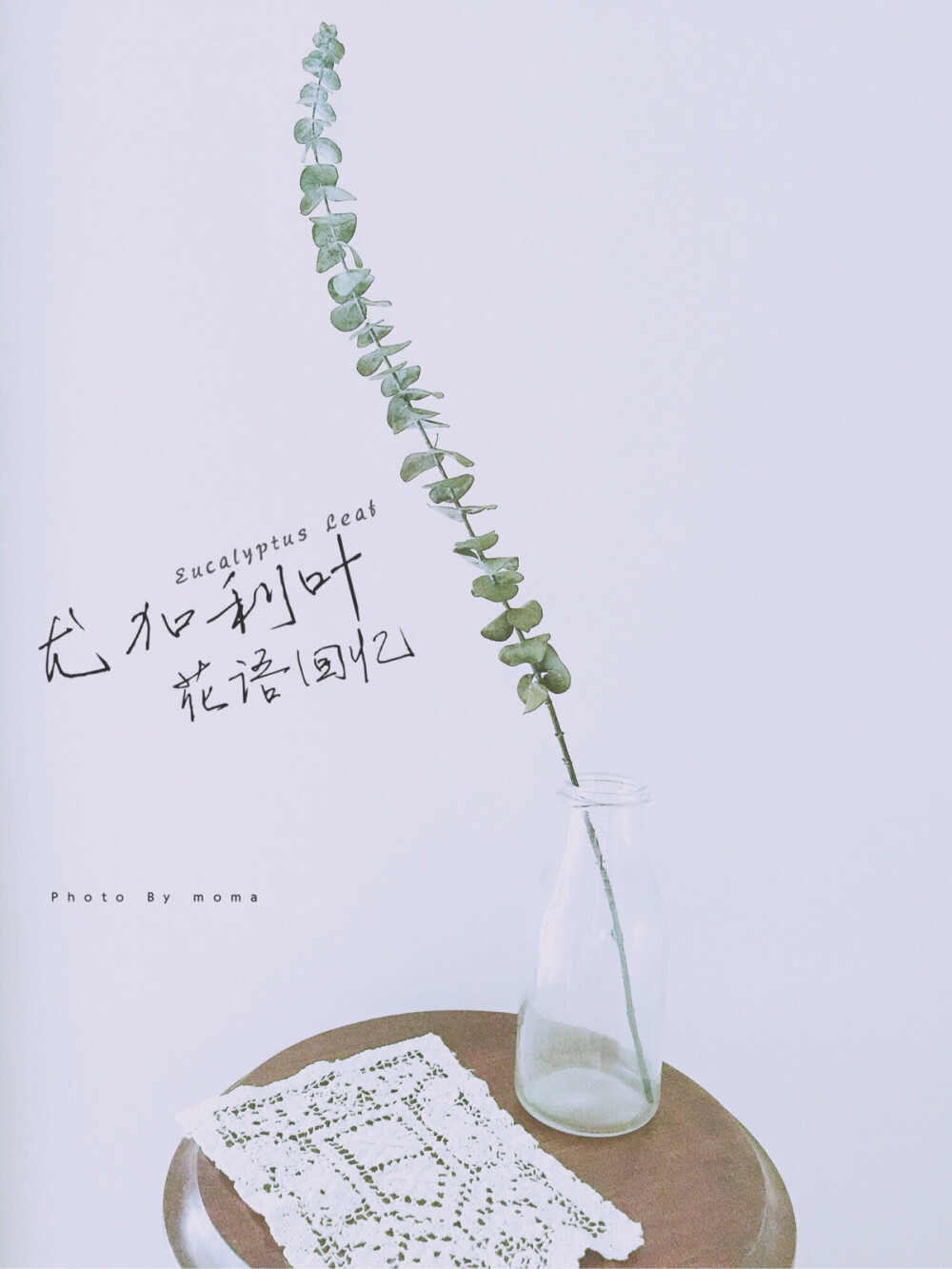  尤加利叶 Eucalyptus Leaf