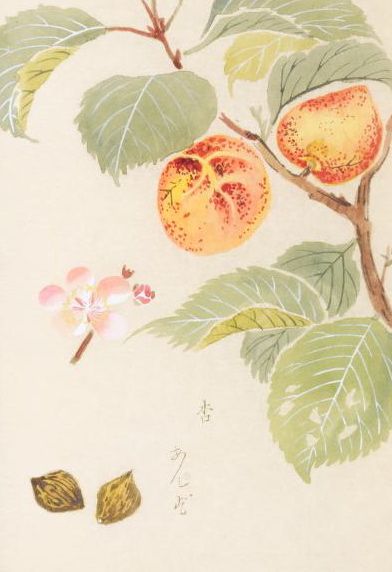 杏（アンズ、アプリコット）バラ科 Prunus armeniaca L. (apricot) 本草図譜 岩崎灌園, Honzo-Zufu, KanEn Iwasaki (1830)