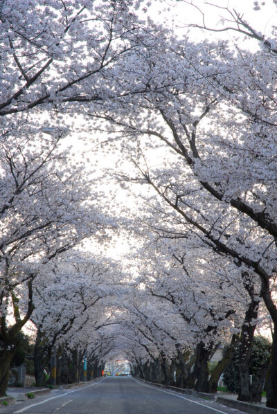 花树下