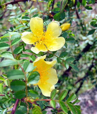 春花烂漫