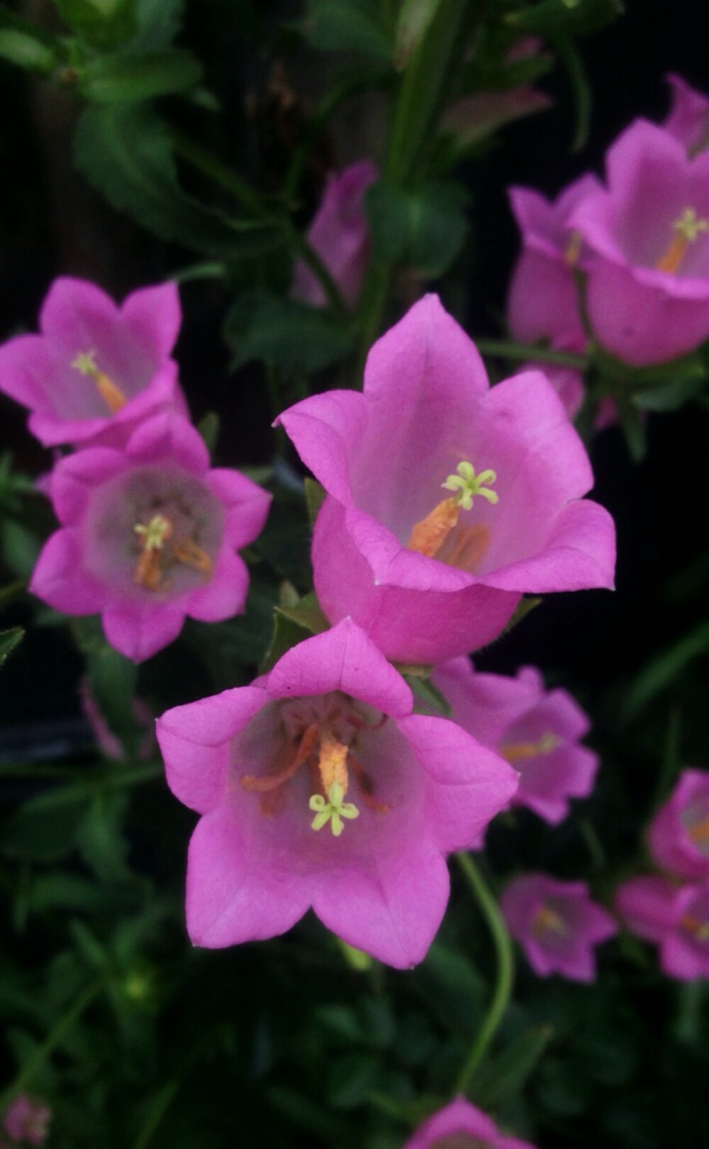 铃 草 】清晨,在某家未开门的花店的门外花圃中看到的,娇艳粉嫩的颜色