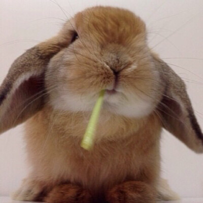 唉，脸大好烦恼，明明不想卖萌的