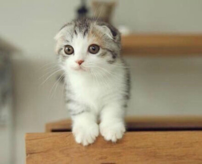 我喜欢就这样看着你，一直看到你喜欢我为止。 