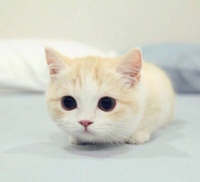 我喜欢就这样看着你，一直看到你喜欢我为止。 