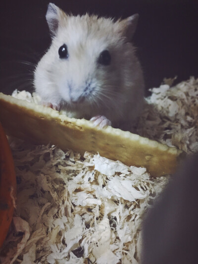 长大了，比灰紫君还要大了！