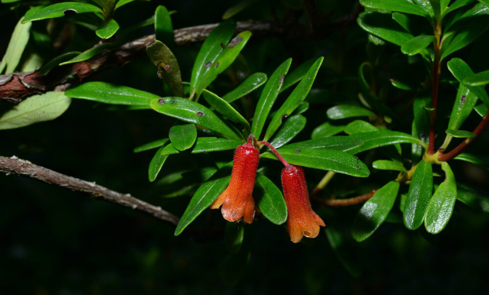 Rhododendron quadrasianum var. malindangense ，杜鹃花科杜鹃属。