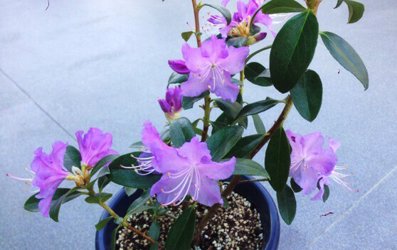 Rhododendron 'The Kuroshio'，杜鹃花科杜鹃属。