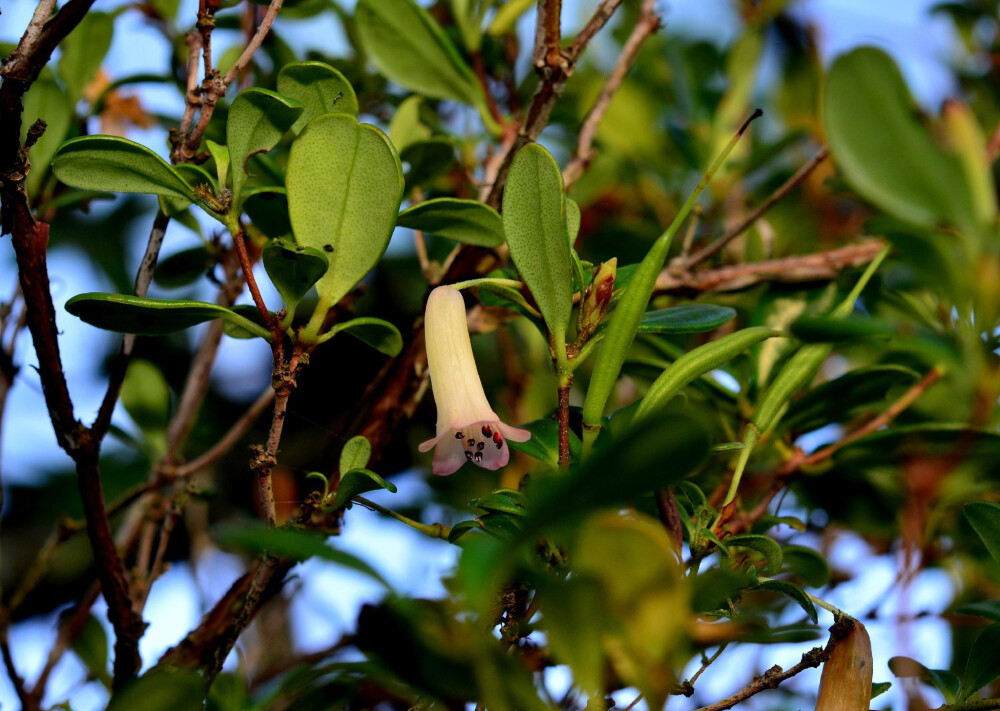 Rhododendron wrightianum ，杜鹃花科杜鹃属。