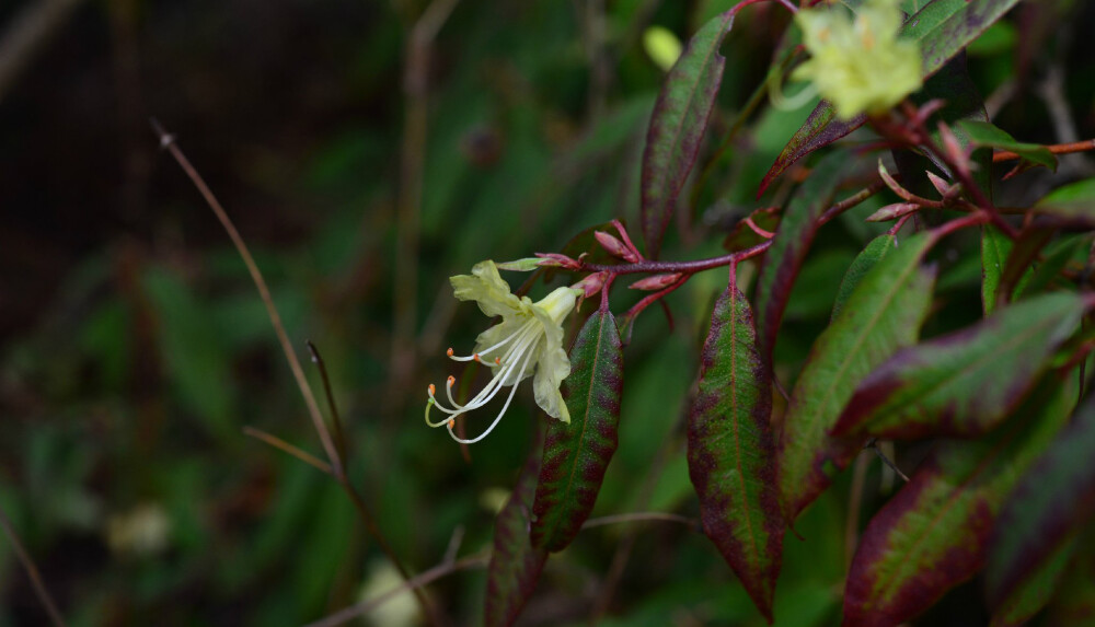 黄花杜鹃 Rhododendron lutescens ，杜鹃花科杜鹃属。