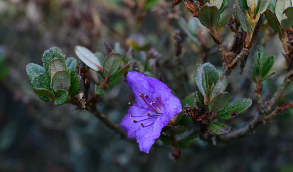 怒江杜鹃 Rhododendron saluenense ，杜鹃花科杜鹃属。