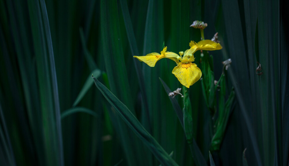 黄菖蒲 Iris pseudacorus ，鸢尾属。