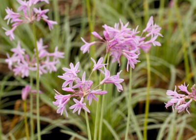 Tulbaghia violacea 紫娇花，石蒜科紫娇花属。