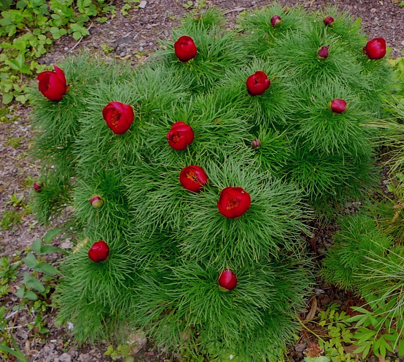 Paeonia tenuifolia 细叶芍药，芍药科（原隶属于毛茛科）芍药属。