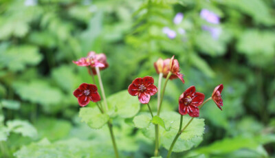 红花空茎驴蹄草 Caltha palustris var. barthei f. atrorubra ，毛茛科驴蹄草属。