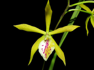 Brassavola cordata x Encyclia tampensis 的后代，柏拉兰属 x 围柱兰属。