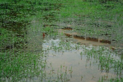 雨后