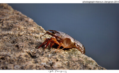 【舍弃车尘马足，临风赏柳；南下相携而行，聊赠一春。】2015/江南