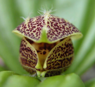 Cypripedium forrestii 玉龙杓兰，杓兰属。