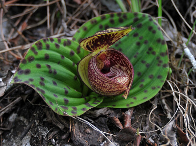 Cypripedium margaritaceum 斑叶杓兰，杓兰属。