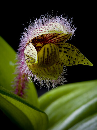 小花杓兰 Cypripedium micranthum ，杓兰属。