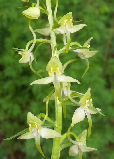 二叶舌唇兰 Platanthera chlorantha ，舌唇兰属。