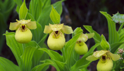 黄花杓兰 Cypripedium flavum ，杓兰属。