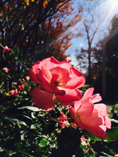 壁纸 SUNSHINE Flowers