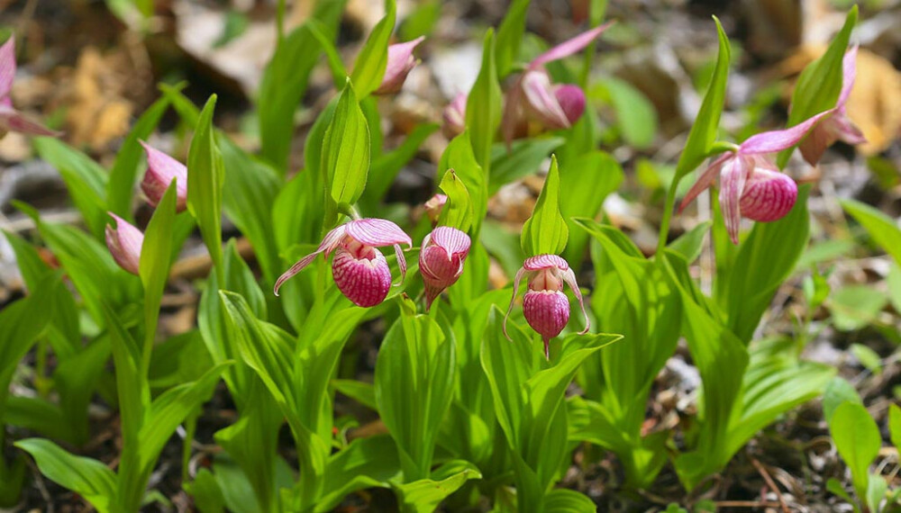 云南杓兰 Cypripedium yunnanense ，杓兰属。