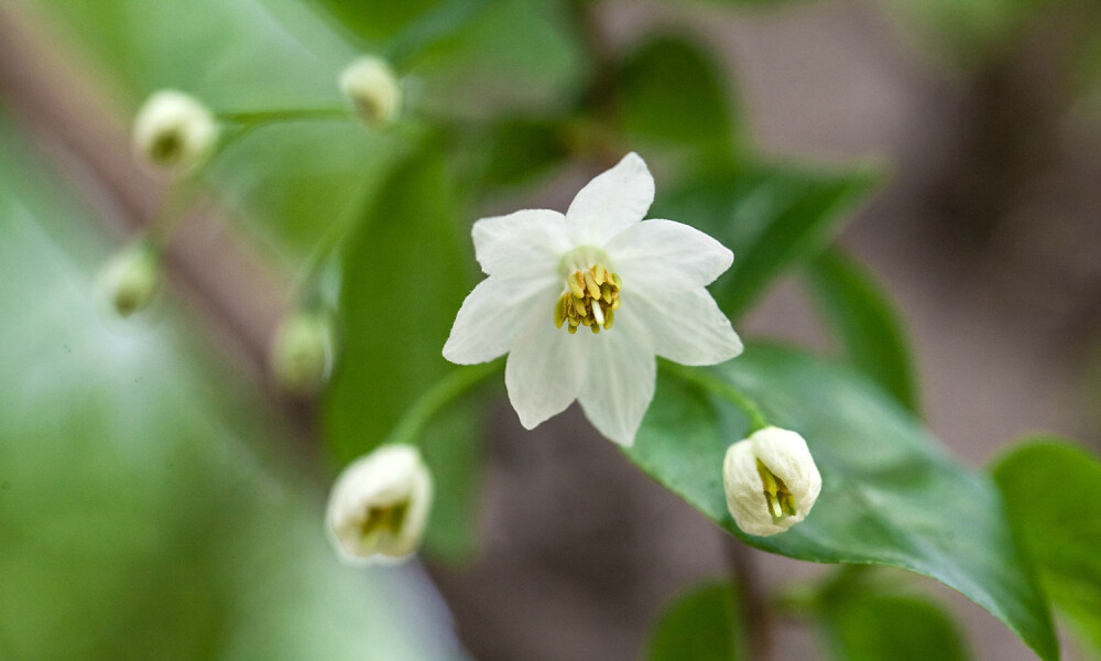 秤锤树 Sinojackia xylocarpa ，安息香科秤锤树属?；ㄆ谝皇鞯虐谆?，果期满枝“秤锤”，不过整体外形还是有点普通不大引人注目，谁能想得到这是濒危种呢。