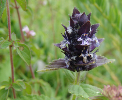 痢止蒿 Ajuga forrestii ，唇形科筋骨草属。