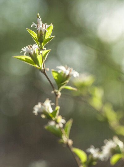 蚂蚱腿子 Myripnois dioica ，菊科蚂蚱腿子属。名字来自于像蚂蚱腿一样曲折的枝条形态，这联想力......脑洞和星座形象的联想一样大......经常看到有说这货是菊科唯一的木本的说法，这种谣言不知道是哪儿传出来的，身…