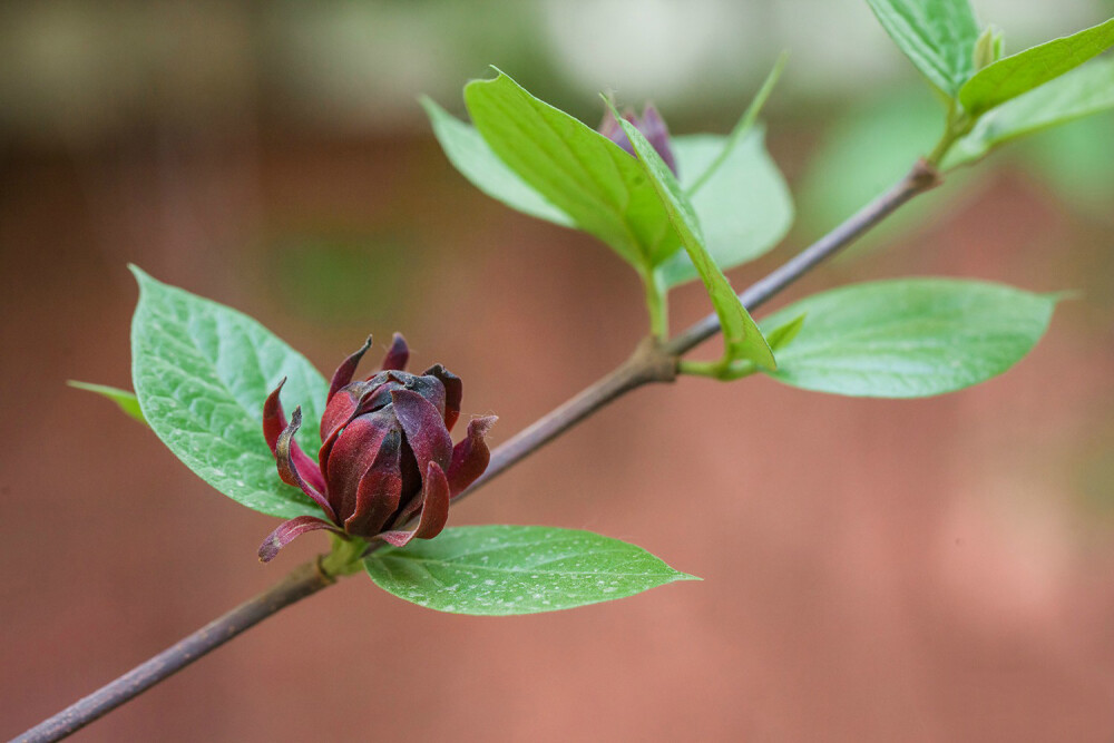 美国腊梅（美国夏腊梅）Calycanthus floridus ，蜡梅科美国蜡梅属。