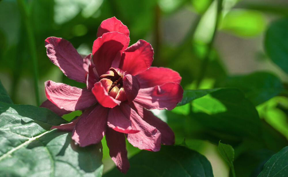 杂交夏腊梅 Calycanthus × raulstonii（×Sinocalycalycanthus raulstonii），蜡梅科美国蜡梅属（杂交夏蜡梅属）。