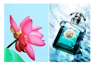 Mitsouko Fleur de Lotus by Guerlain（Limited edition） 为了纪念娇兰的蝴蝶夫人香水而推出的限量莲花版，非常纯净而馥郁的睡莲香气。