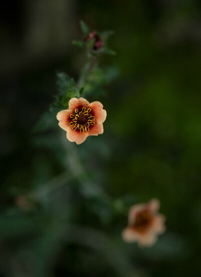 尼泊尔委陵菜 Potentilla nepalensis ，蔷薇科委陵菜属。