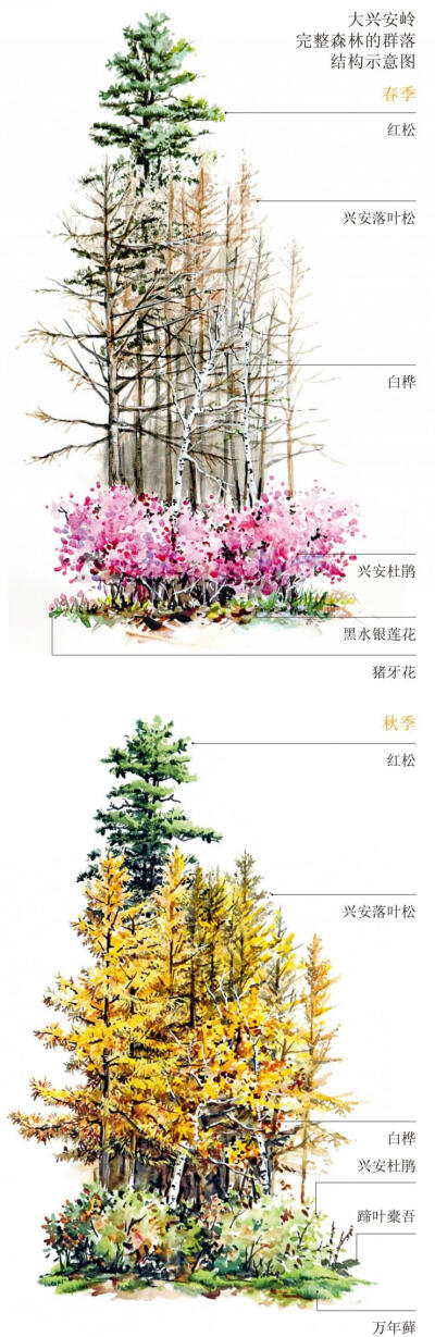 （7）中国最后的完整森林