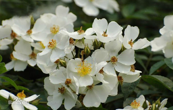 荼蘼（学名：Rosa rubus H. Lév. &amp;amp; Vaniot），又名酴醾、悬钩子蔷薇。落叶或半常绿蔓生灌木。小枝被钩刺。羽壮复叶，小叶5-7枚，卵壮椭园形或倒卵形，背面被柔毛，托叶与叶柄贴生，全缘。伞房花序。花白色，有芳香。果近球形，深红色。花期4-5月，果熟期9-10月。荼蘼花枝梢茂密，花繁香浓，入秋后果色变红。宜作绿篱，也可孤植于草地边缘。果可生食或加工酿酒。根含鞣质，可提取栲胶。花是很好的蜜源，也可提炼香精油。荼蘼花语——末路之美