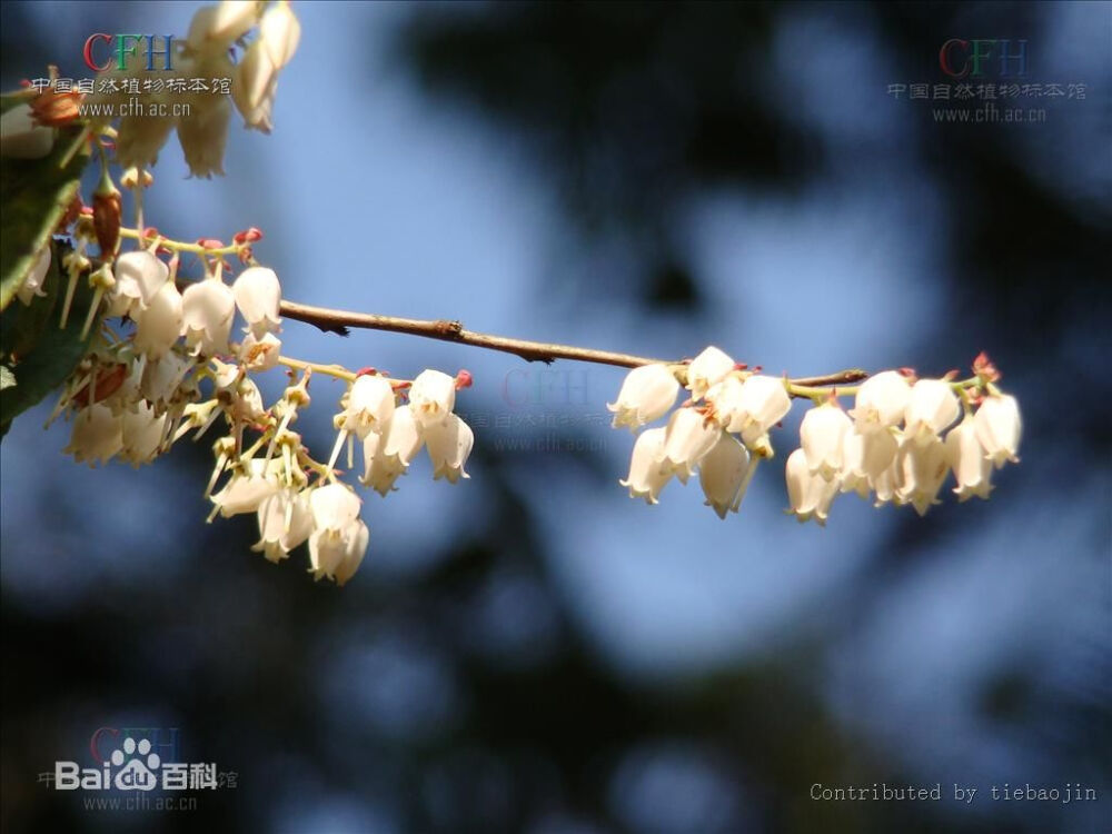 南烛（拉丁学名：Vaccinium bracteatum Thunb.）杜鹃花科，越橘属常绿灌木或小乔木，高可达9米；分枝多，老枝紫褐色，无毛。叶薄革质，总状花序顶生和腋生，有花多数，苞片叶状，披针形，花梗短，花冠白色，花丝细长，花盘密生短柔毛。浆果熟时紫黑色，花果期6～10月。